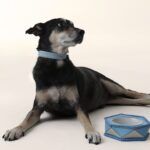 ryzi-pets_modelos-da-adotados-e-amados_credito-ryzi-studios-1