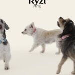 ryzi-pets_modelos-da-adotados-e-amados_credito-ryzi-studios-11