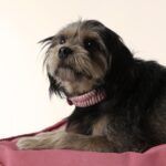 ryzi-pets_modelos-da-adotados-e-amados_credito-ryzi-studios-2