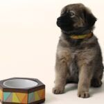 ryzi-pets_modelos-da-adotados-e-amados_credito-ryzi-studios-3