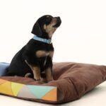 ryzi-pets_modelos-da-adotados-e-amados_credito-ryzi-studios-4