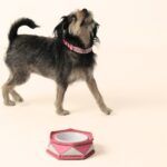 ryzi-pets_modelos-da-adotados-e-amados_credito-ryzi-studios-5