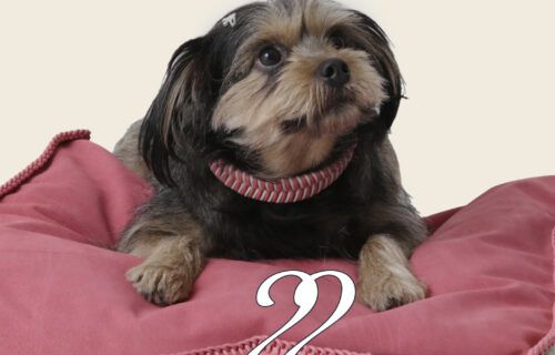 ryzi-pets_modelos-da-adotados-e-amados_credito-ryzi-studios-6