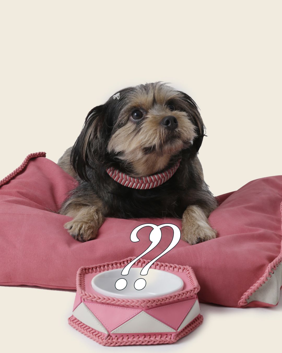 ryzi-pets_modelos-da-adotados-e-amados_credito-ryzi-studios-6