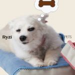 ryzi-pets_modelos-da-adotados-e-amados_credito-ryzi-studios-8