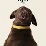 ryzi-pets_modelos-da-adotados-e-amados_credito-ryzi-studios-9