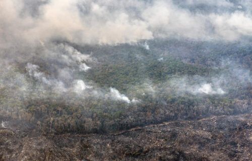wildfire-and-burns-in-areas-financed-with-rural-credit-in-the-amazonincendio-florestal-e-queimadas-em-areas-financiadas-com-credito-rural-na-amazonia-julho-de-2024