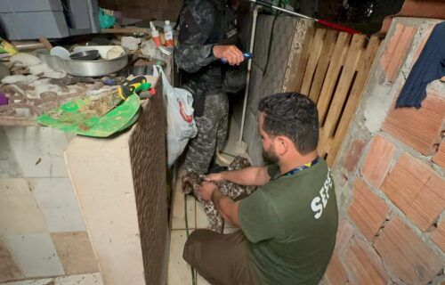 divulgacao_sepet_canil-2