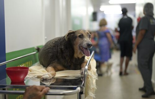 divulgacao_sepet_cao