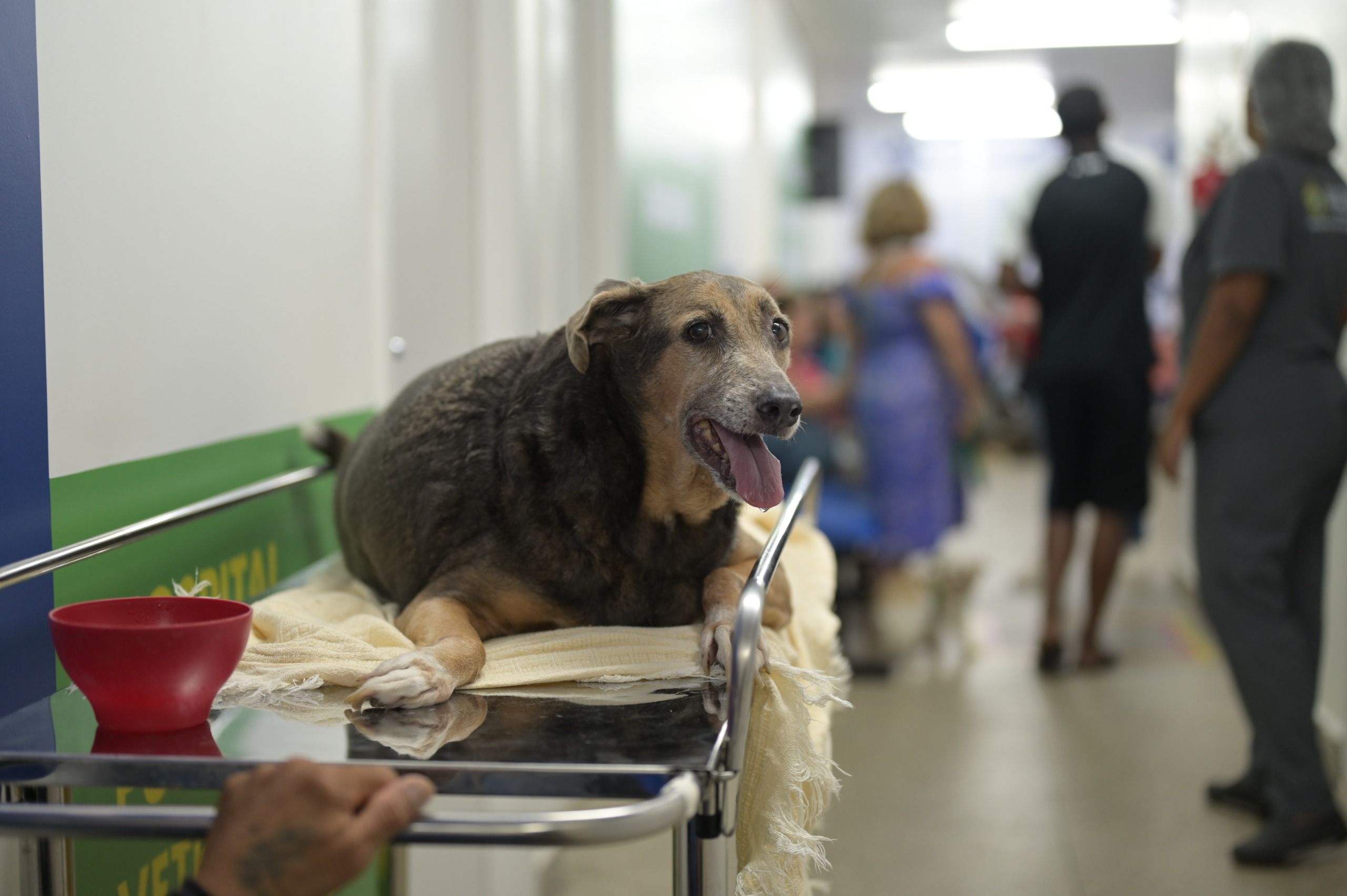 divulgacao_sepet_cao