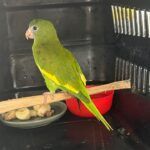 ipaam_resgates-de-animais-silvestres_foto-1-divulgacaoipaam-01-12-2025