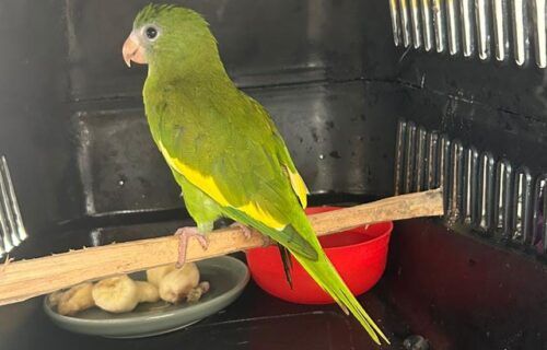 ipaam_resgates-de-animais-silvestres_foto-1-divulgacaoipaam-01-12-2025