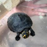 ipaam_resgates-de-animais-silvestres_foto-2-divulgacaoipaam-01-12-2025