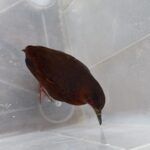 ipaam_resgates-de-animais-silvestres_foto-3-divulgacaoipaam-01-12-2025