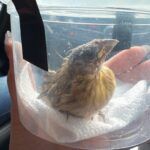 ipaam_resgates-de-animais-silvestres_foto-4-divulgacaoipaam-01-12-2025