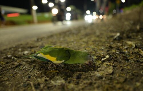 sepet_atropelamento-piriquitos_foto_joedi-porto-3