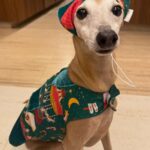 saveclip-app-605753183-18695138470009037-3522244016052309940-n