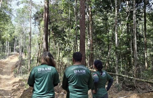ipaam_periodo-do-defeso-florestal-inicia-nesta-quinta-feira-no-amazonas_credito-da-foto-2-arquivo-ipaam-14-01-2026