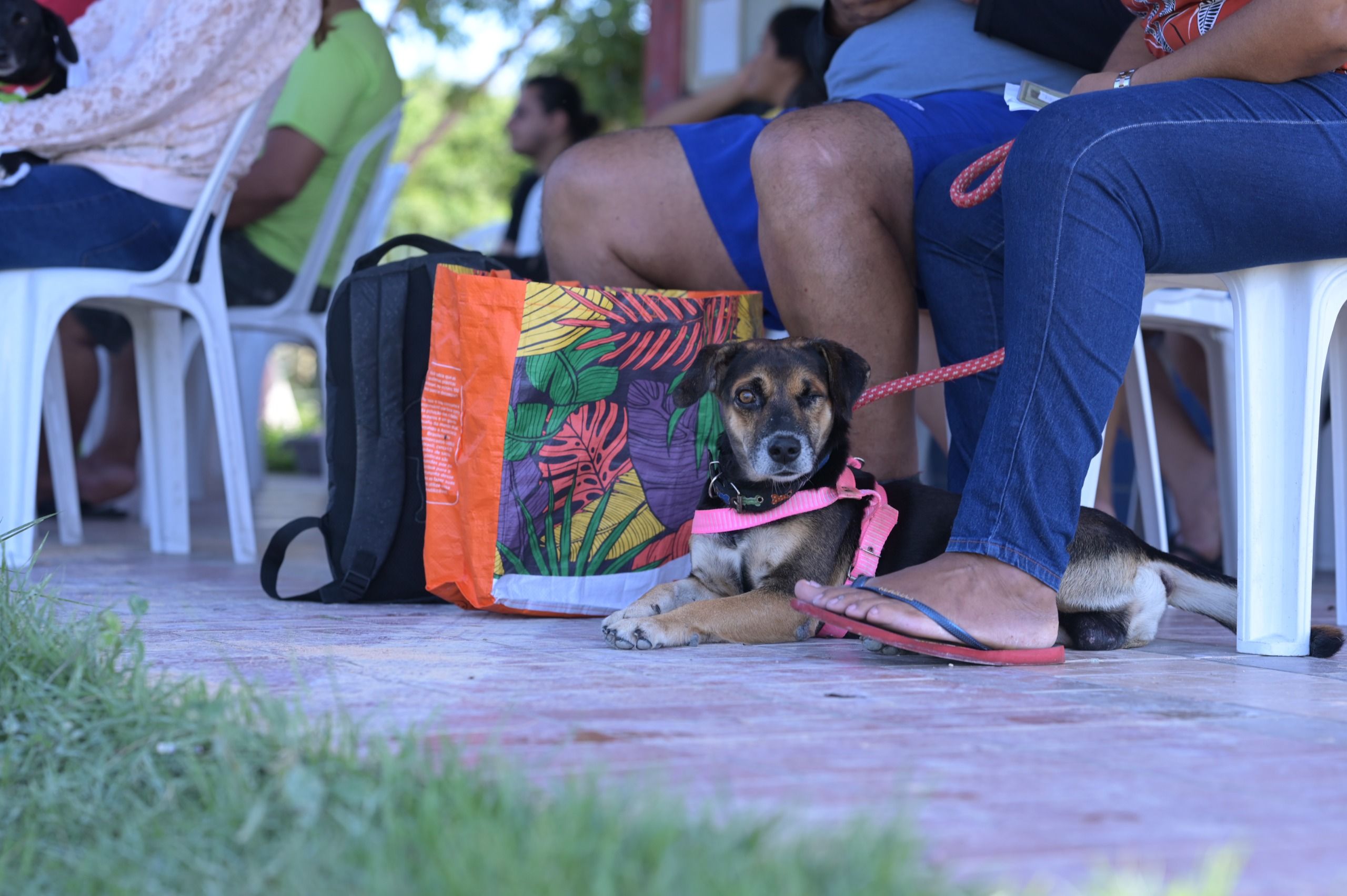 sepet_castramovel_divulgacao_sepet-1