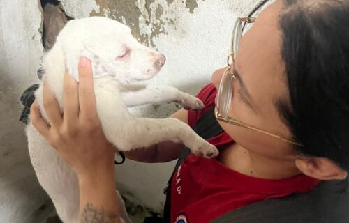 foto_cbmam_arquivo_animais-2