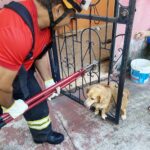 foto_cbmam_arquivo_animais-4