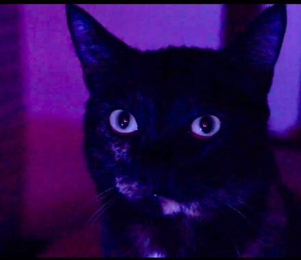 gata-florinha-o-pulo-do-gato