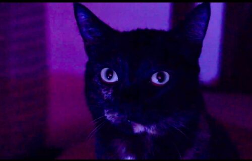 gata-florinha-o-pulo-do-gato