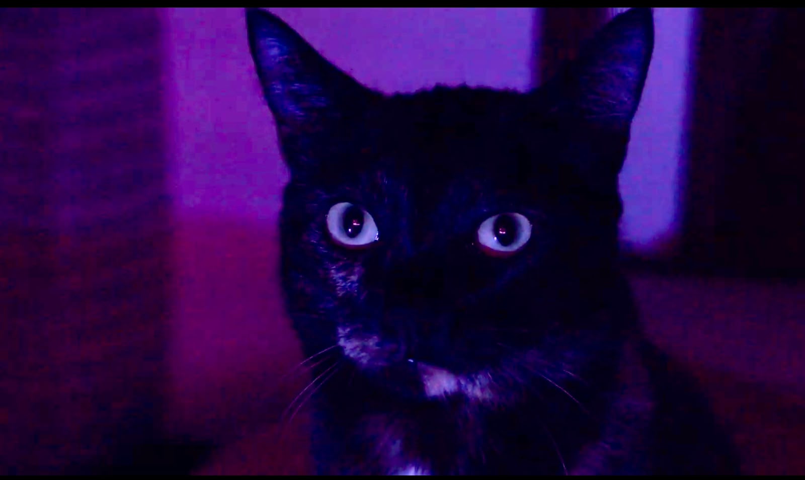 gata-florinha-o-pulo-do-gato