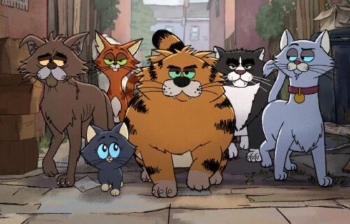 Gatos de Rua