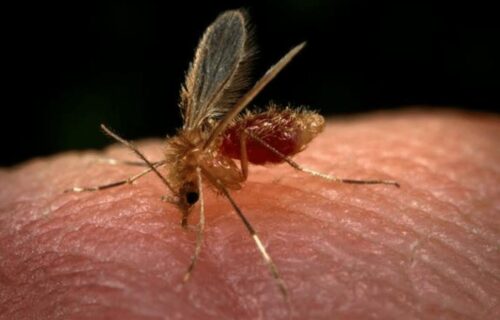 Casos de leishmaniose aumentam 19,75% no Amazonas