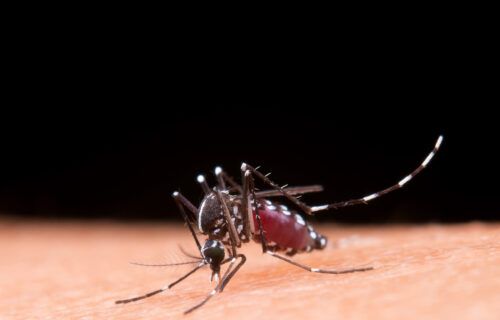 El Niño acende alerta para prevenção contra doenças transmitidas por vetores