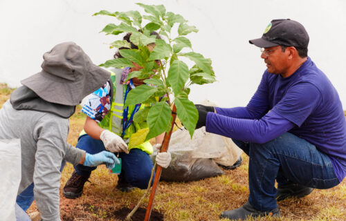 Manaus Airport realiza plantio de ipês-amarelos durante Semana do Meio Ambiente VINCI