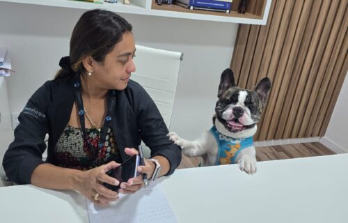 Calor de Manaus exige cuidados redobrados com cães braquicefálicos