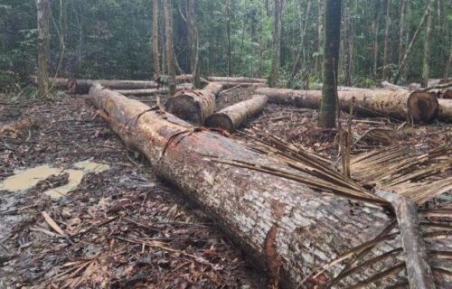MPAM cobra responsabilização por desmatamento de mais de 3,7 mil hectares em Manicoré