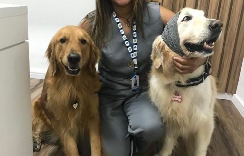 ‘Outubro Rosa Pet’: saiba como identificar sintomas do câncer de mama em animais de estimação