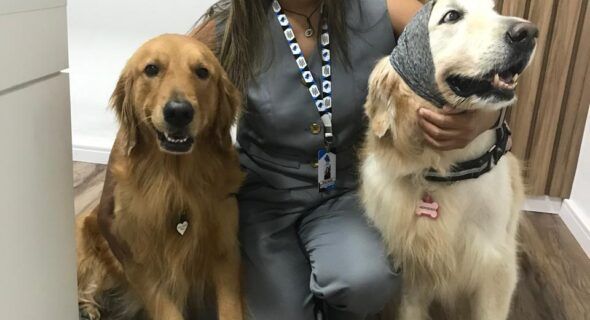‘Outubro Rosa Pet’: saiba como identificar sintomas do câncer de mama em animais de estimação
